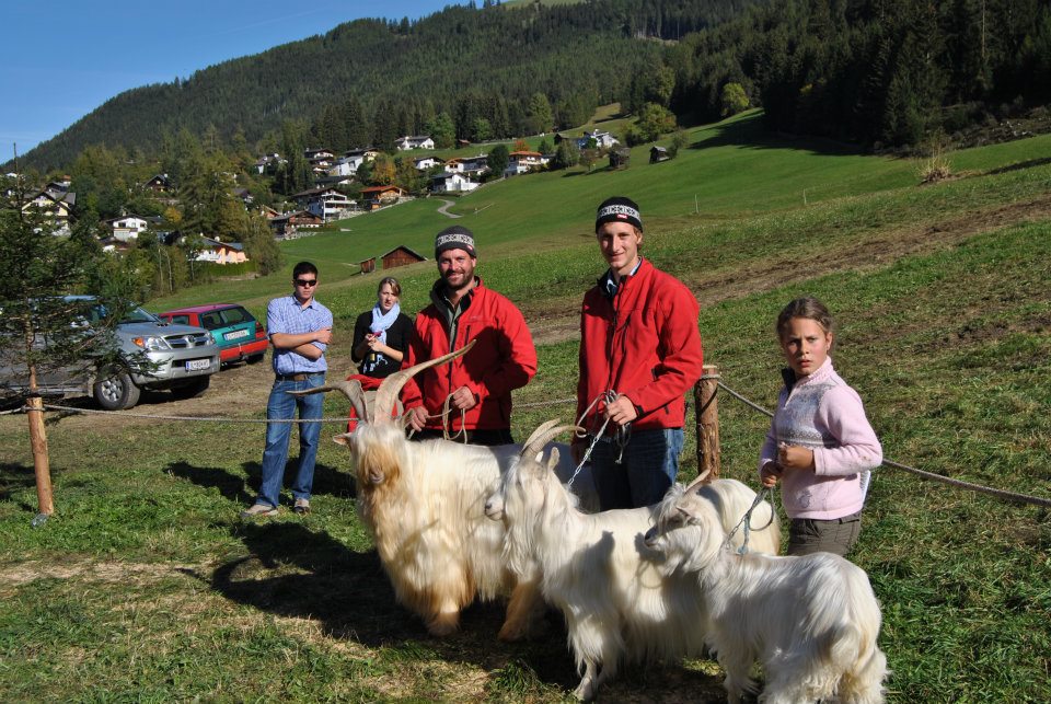 Foto einer Capra Sempione Ziege, diese ist ganz weiß