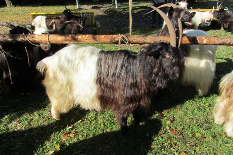 Foto von der Ziegenausstellung 2013 in Landeck