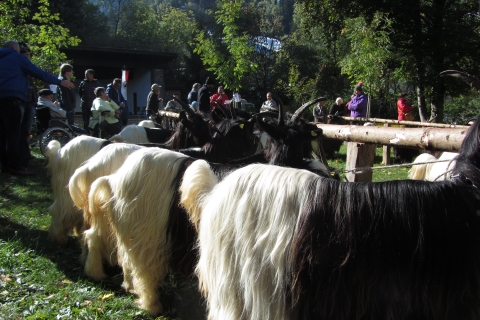 Foto von der Ziegenausstellung 2013 in Landeck