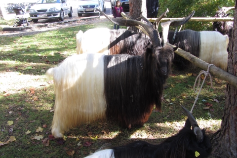 Foto von der Ziegenausstellung 2013 in Landeck