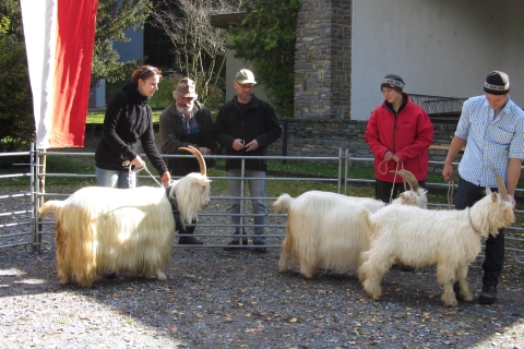 Foto von der Ziegenausstellung 2013 in Landeck