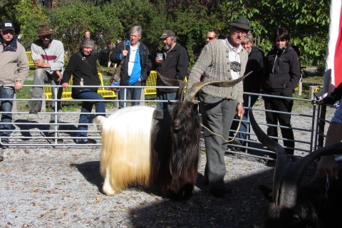 Foto von der Ziegenausstellung 2013 in Landeck