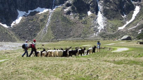 Foto vom Almauftrieb 2013