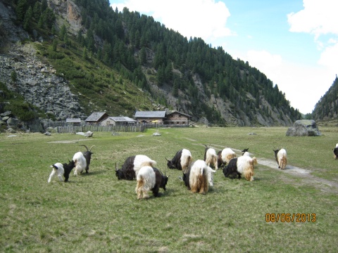 Foto vom Almauftrieb 2013