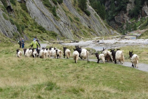 Foto vom Almabtrieb 2014