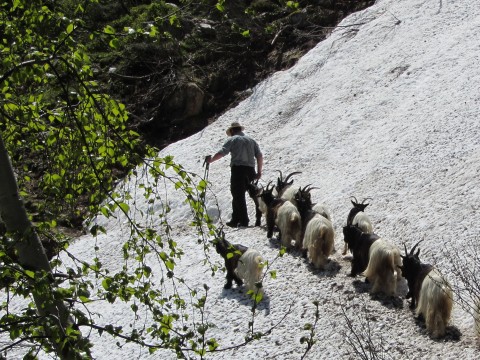 Foto vom Almauftrieb 2014