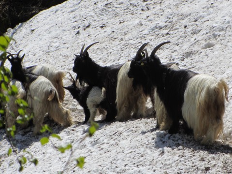 Foto vom Almauftrieb 2014