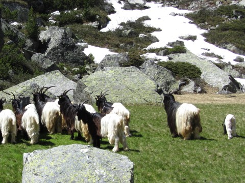 Foto vom Almauftrieb 2014