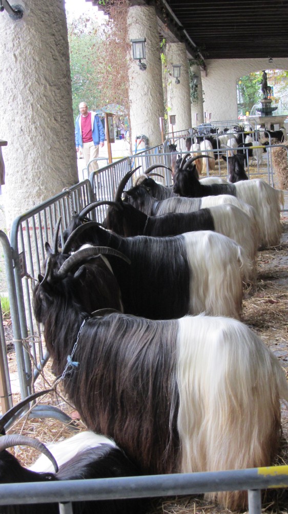 Foto Schwarzhalsziegenzucht Bayern auf der WIR-Messe