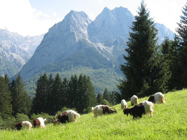 Schwarzhalsziegenherde vorm Waxenstein