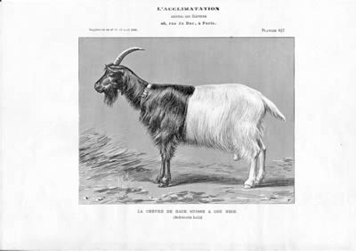 Schwarzweiß Zeichnung einer Schwarzhalsziege