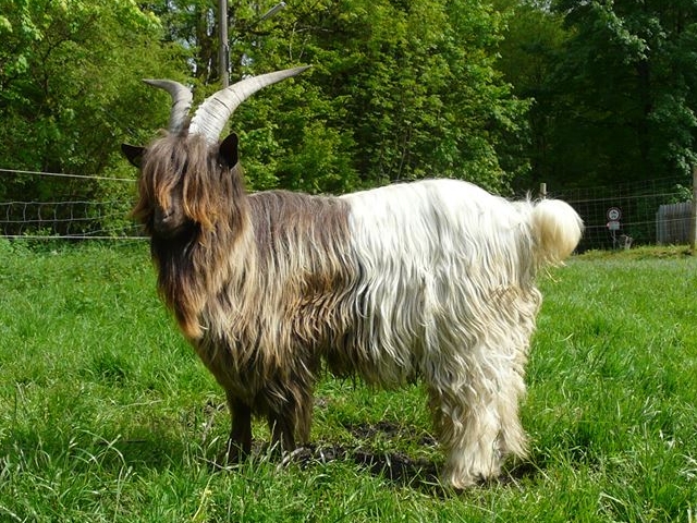 Foto einer Wallisischen Kupferhalsziege