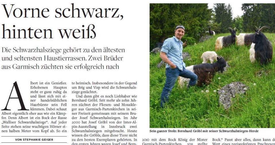 Zeitungsartikel über die Schwarzhalsziegenzucht Josef und Bernhard Gröbl in Die Welt am Sonntag