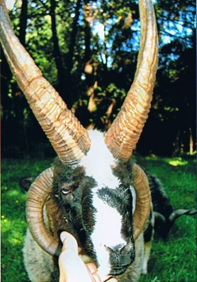 Foto eines Vierhornschafes