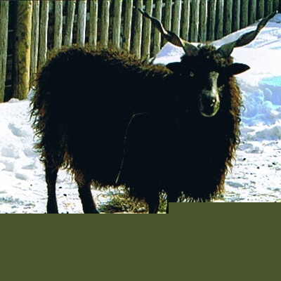 Foto eines Zackelschafes
