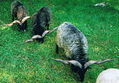 Foto eines Zackelschafes